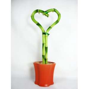 9GreenBox   Live Heart Style Lucky Bamboo Plant Arrangement with Hand 
