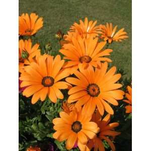   Marigold / Sun Marigold) Dimorphoteca Sinuata Flower Seeds Patio