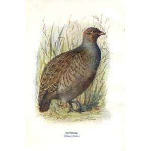  Partridge By A Thorburn Wild Birds Print 1903