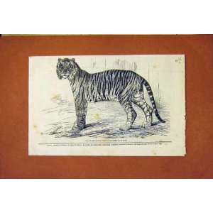  Junglar Fighting Tiger King Oude Old Print 1859