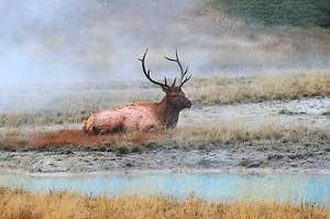 Buck Elk Yellowstone   Wildlife Animals Photo Art   Canvas Giclee 24 
