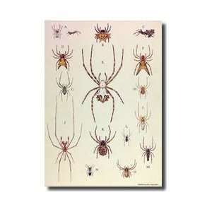 Collection Of Spiders Giclee Print 