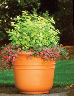 Container grown in 1 GALLON nursery pots shipped out of pot with 