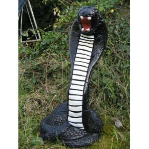 Schwarze Cobra Schlange  Garten
