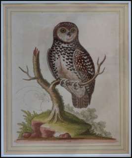 Vintage Original Etching * Little Owl * George Edwards 1755 Signed 