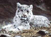Baby Snow Leopard C. Frace Kitten Canvas Wildlife Print  
