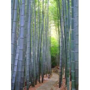 Blauer Riesenbambus Bambusa textilis 10 Samen  Garten