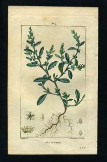   RENOUEE DES OISEAUX ou CENTINODE Botanique gravure 1815