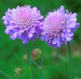 Scabiosa africana is a perennial with tufted leaves that grows to 