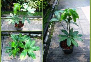 Anthurium eminens Rare Aroid Plant 1 Pot  