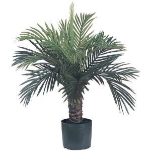  Phoenix Silk Palm Tree 26