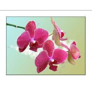   Pink Orchids Wall Art Photography Flower Artwork