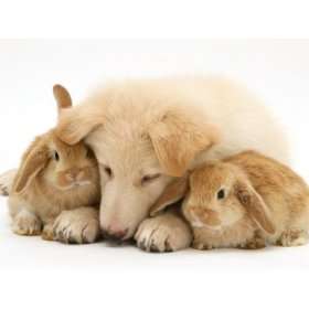  White German Shepherd Dog Puppy and Sandy Lop Baby Rabbits 