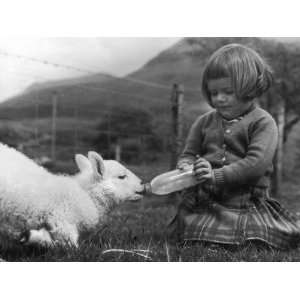  A Young Girl Feeds Milk to a Lamb from a Babys Bottle 