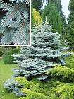 Colorado Blue Spruce, Picea pungens glauca, Tree Seeds (Evergreen 