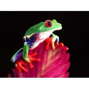  Red Eye Tree Frog on Bromeliad, Native to Central America 