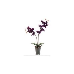  22 Phalaenopsis Orchid Plant