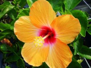 Tropical Hibiscus Live Plant Single Orange Cheri  