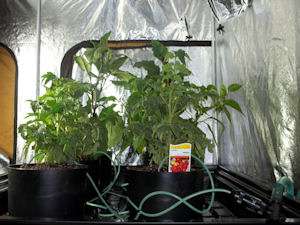 Eco 6 Pack Hydroponic Grow System by Eco Growing Systems  