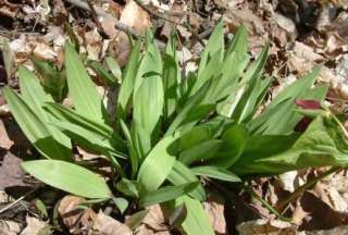 This listing is for 30 seeds from the Ramps plant, Allium tricoccum 