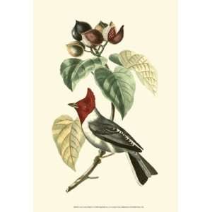  Cuvier Exotic Birds VI   Poster by Baron cuvier Georges 