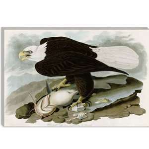White headed Eagle by John James Audubon Canvas Painting Reproduction 