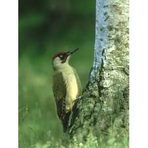  Green Woodpecker Male at Base of Silver Birch, North Yorks 