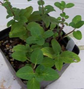 Wintergreen Mint Plant Culinary Herb Exellent Tea Plant  