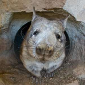  Southern Hairy Nosed Wombat Coming Out of Den in Curiosity 