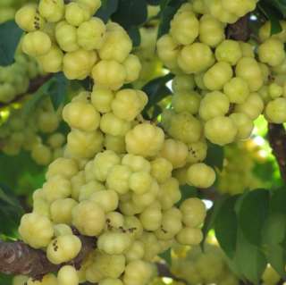 Live GROSELHA 15 SEEDS Exotic Otaheite Gooseberry FRUIT TREE 