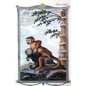     Monkey Samiri   Artist Thomas Bell   Poster Size 14 X 18 inches