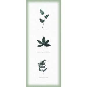    Multiple Leaves I   Poster by William Cahill (8x20)