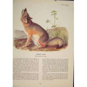   Swift Fox Foxes Dog Dogs Wolf Wolves Color Old Print