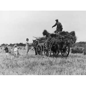 Three Children Helping Their Farmer Father to Bring in the 