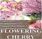 JAPANESE SAKURA FLOWERING CHERRY Tree Seeds ~ Prunus serrulata Cherry 