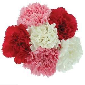 Send Fresh Cut Flowers   300 Assorted Carnations Wholesale  