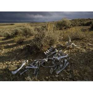 Pronghorn Antelope Bones near the Green River in Wyoming Photographic 