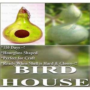  1 oz (160+) BIRD HOUSE GOURD Gourd seeds GLOSSY BIRDHOUSE 