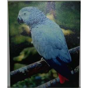  African Grey Canvas Picture