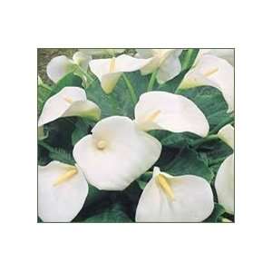  5 Calla Lily Aethiopica Large White bulb Patio, Lawn 