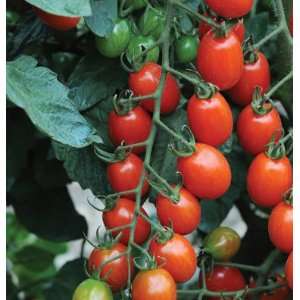  Davids Red Hybrid Grape Tomato Sweet Mojo 15 Seeds per 