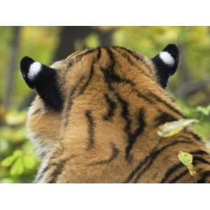 Markings on Siberian Amur Tiger Ears, Rescued from Poachers, Eutyos 