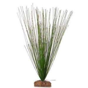  (Price/1)Seagarden Fw Hairgrass Medium