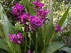 Purple Red Ground Orchid Spathoglottis Grapette Flower Plant Division 