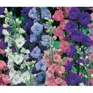   Seeds Giant Imperial Mix Favorite Cut Flower Patio, Lawn & Garden