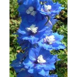    Delphinium Blue Nile Flower Seed Pack Patio, Lawn & Garden