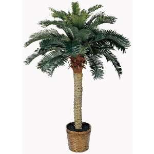  4 Sago Silk Palm Tree