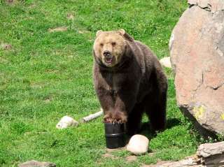UDAP No Fed Bear Bear Proof Container Bear Keg  