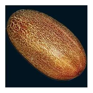  Sikkim Cucumber Seeds