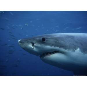  Great White Shark, Head, South Australia Photographic 